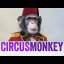 CircusMonkey icon
