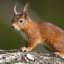 Squirrel icon