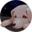 Bangkok Story: A Stray Dog icon